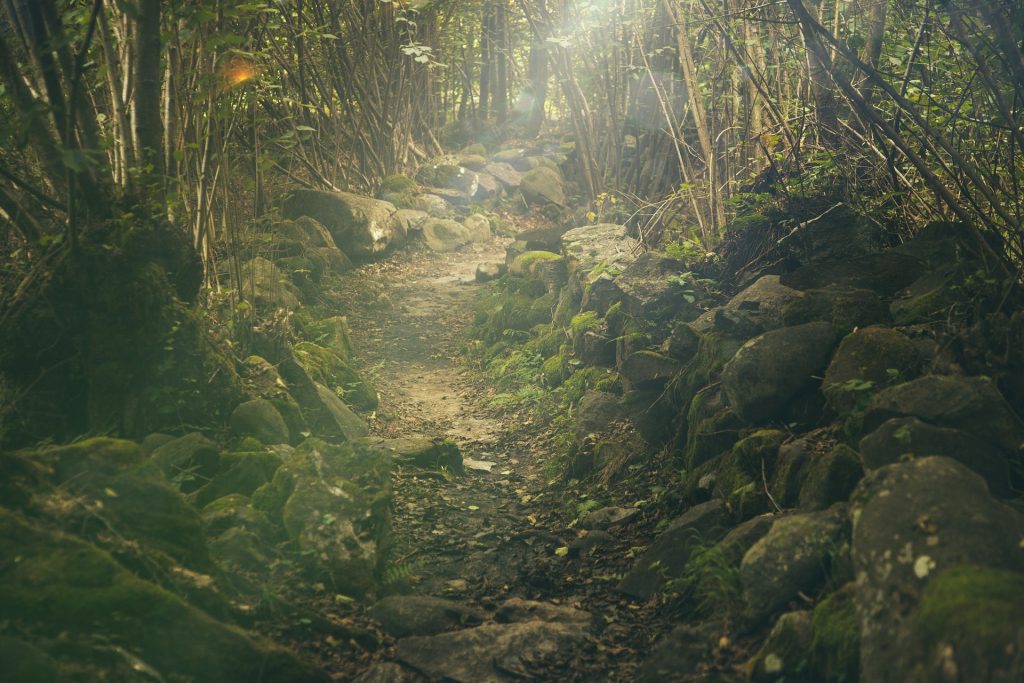 Path through shadowy forest