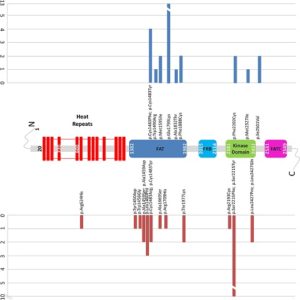 MTOR gene from Gordo G, Tenorio J, Arias P, et al (2018)