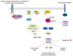 MTOR pathway from Gordo G, Tenorio J, Arias P, et al (2018)